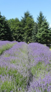 Lavender is in Bloom on Salt Spring Island throughout July and August